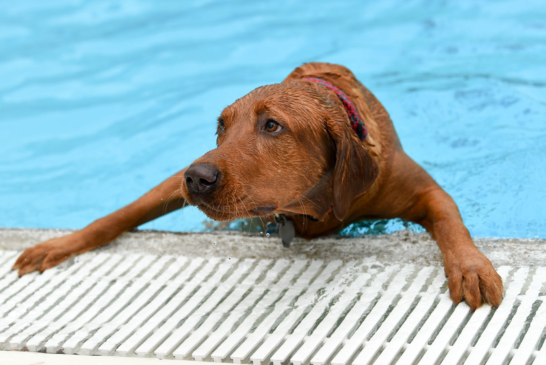 082919-bet-doggysplash-146a.JPG